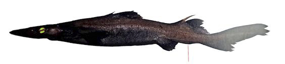 Deania profundorum_0222247.jpg